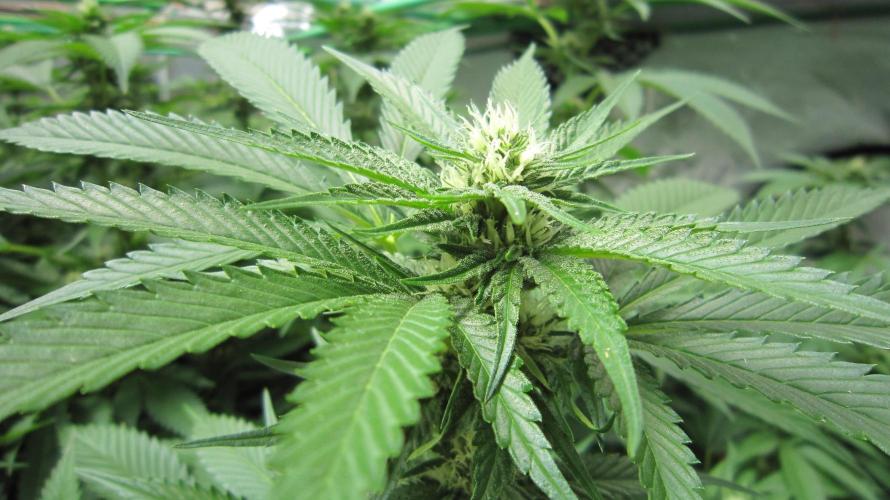 Runtz Mintz Cream by SnowShoe Joe. Week 20 - Plant #1