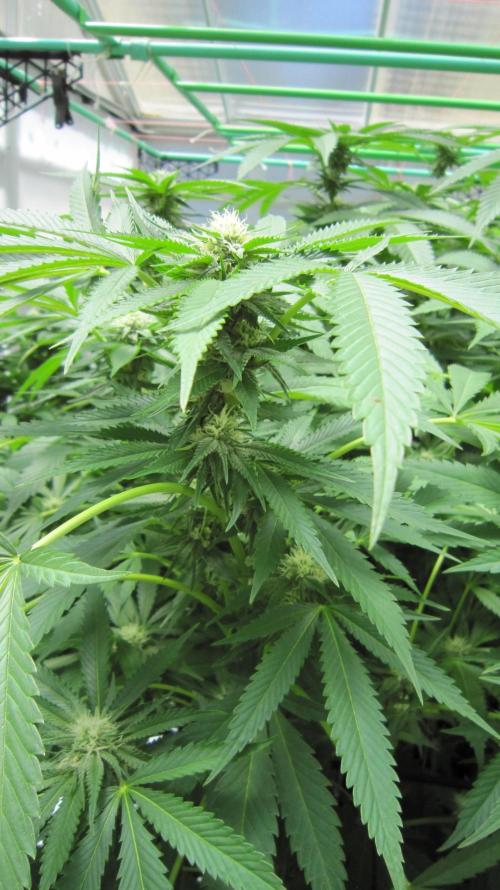 Runtz Mintz Cream by SnowShoe Joe. Week 20 - Plant #2