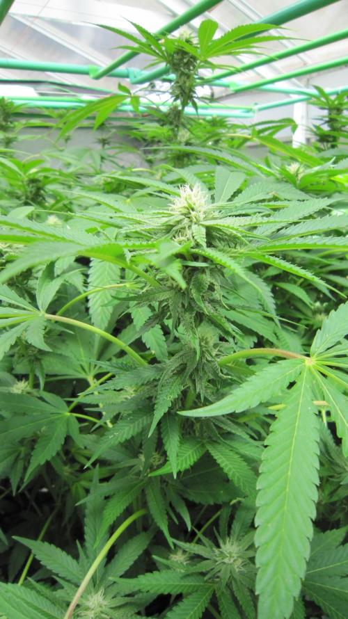 Runtz Mintz Cream by SnowShoe Joe. Week 20 - Plant #3