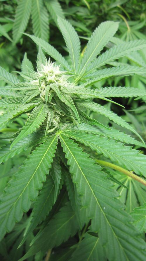 Runtz Mintz Cream by SnowShoe Joe. Week 20 - Plant #3