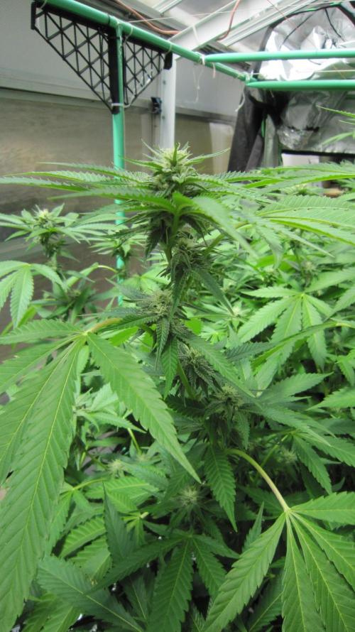 Runtz Mintz Cream by SnowShoe Joe. Week 20 - Plant #4