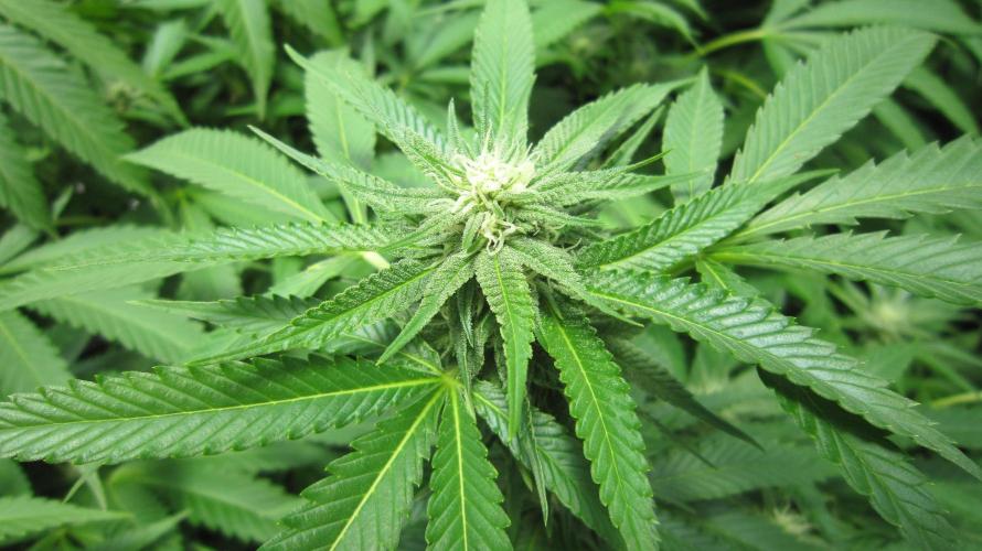 Runtz Mintz Cream by SnowShoe Joe. Week 20 - Plant #4