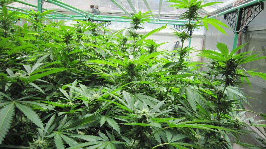 Runtz Mintz Cream by SnowShoe Joe. Week 20 - Plant #5