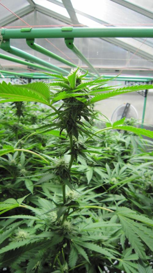 Runtz Mintz Cream by SnowShoe Joe. Week 20 - Plant #5