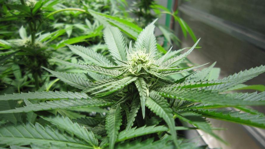 Runtz Mintz Cream by SnowShoe Joe. Week 20 - Plant #5