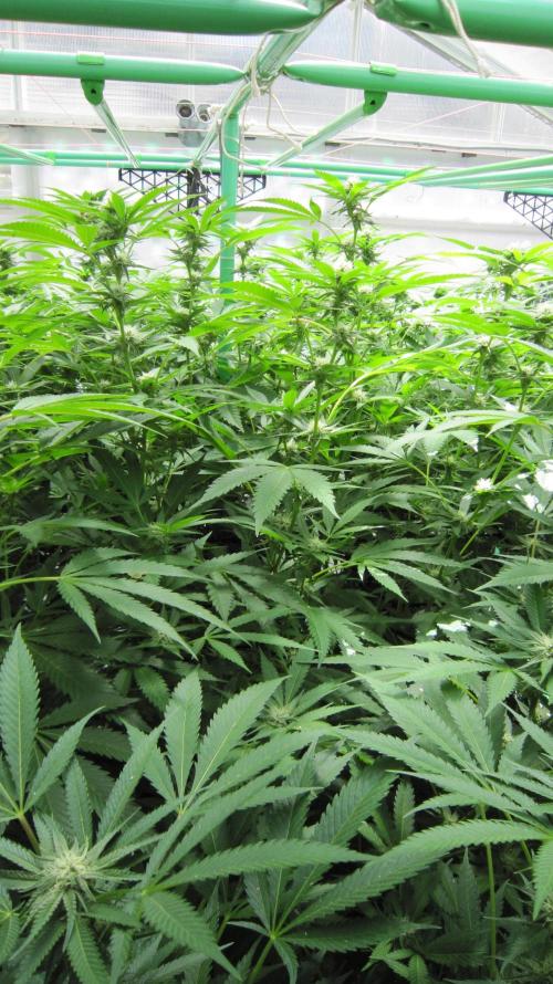 Runtz Mintz Cream by SnowShoe Joe. Week 20 - Plant #6