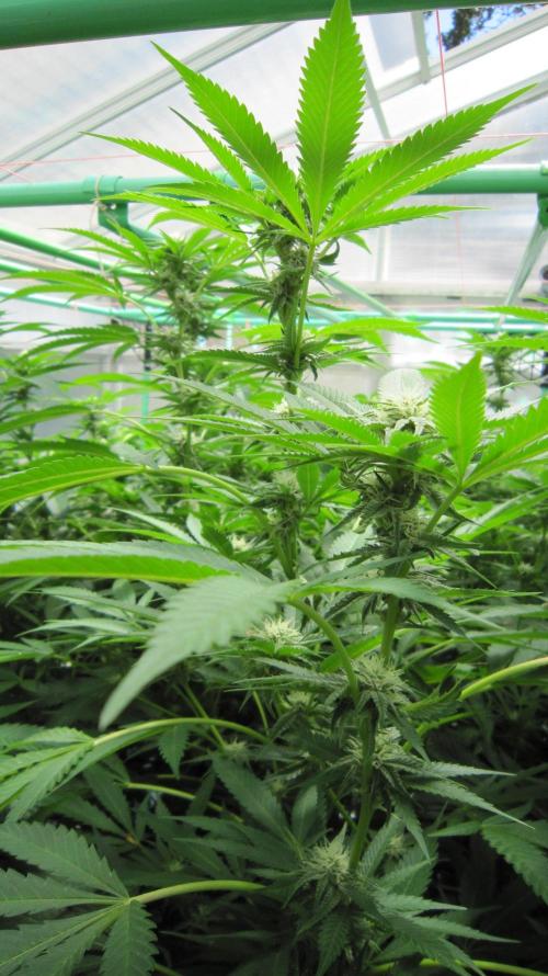 Runtz Mintz Cream by SnowShoe Joe. Week 20 - Plant #6