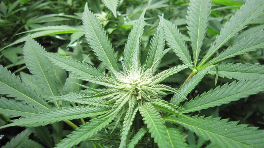Runtz Mintz Cream by SnowShoe Joe. Week 20 - Plant #6