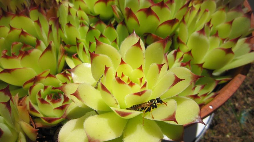 Runtz Mintz Cream by SnowShoe Joe. Week 20 - Looking in all the good places for edible garden pests. Yum...
