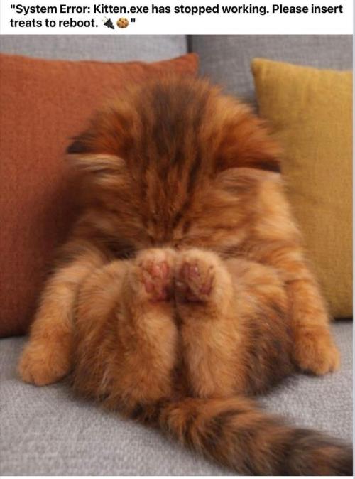 Runtz Mintz Cream by SnowShoe Joe. Week 20 - M...e...o...........w