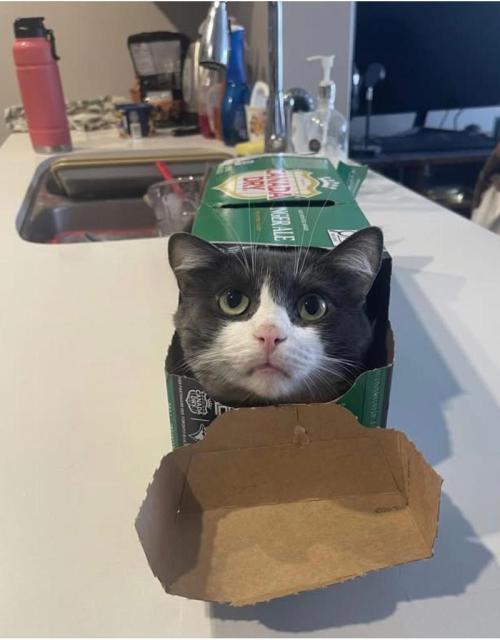 Runtz Mintz Cream by SnowShoe Joe. Week 20 - Cat in a Box.
