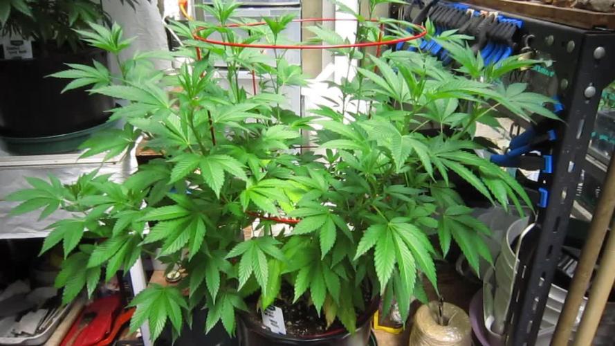 Gorilla Gelato - Ganja Seeds