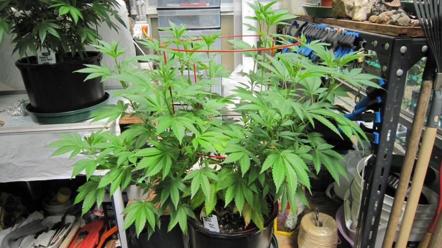 Gorilla Gelato - Ganja Seeds. Week 12 - Gorilla Gelato - GG - 