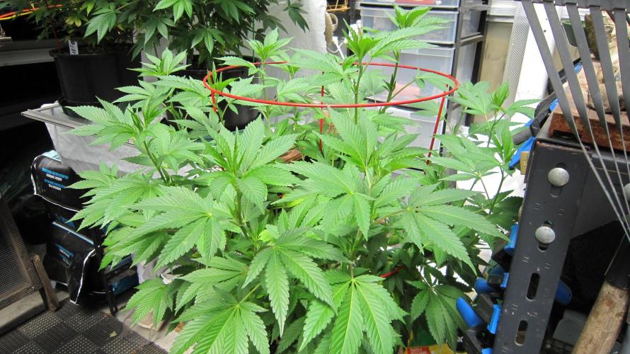 Gorilla Gelato - Ganja Seeds. Week 12 - GG