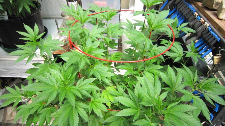 Gorilla Gelato - Ganja Seeds. Week 12 - GG