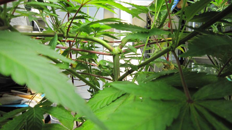 Gorilla Gelato - Ganja Seeds. Week 12 - GG - Top branches