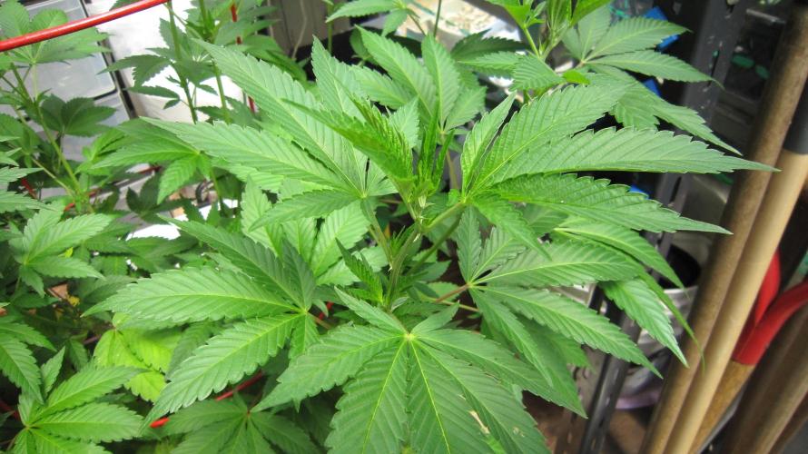 Gorilla Gelato - Ganja Seeds. Week 12 - GG - Branch end.