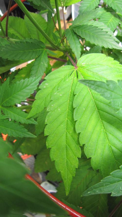 Gorilla Gelato - Ganja Seeds. Week 12 - GG - Some thrips damage. This plant is closest to the door.