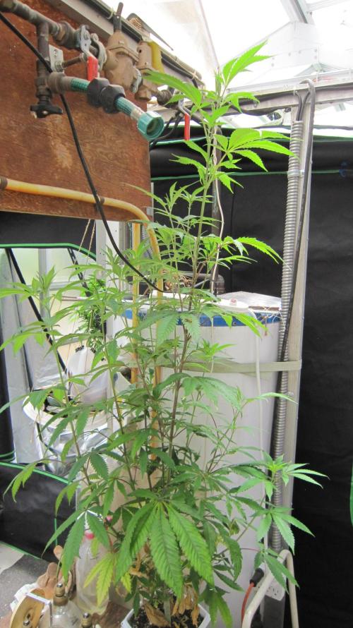 Gorilla Gelato - Ganja Seeds. Week 12 - GG - Her mutated sister, I just couldn't throw away. I guess I should repot her.
