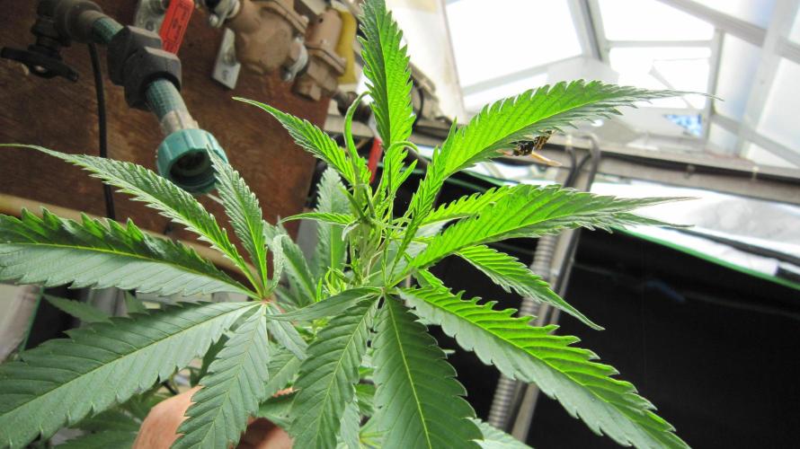 Gorilla Gelato - Ganja Seeds. Week 12 - GG - The question page advisers said to try cal-mag for the weird leaves