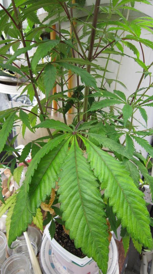 Gorilla Gelato - Ganja Seeds. Week 12 - GG - Big fan leaf.