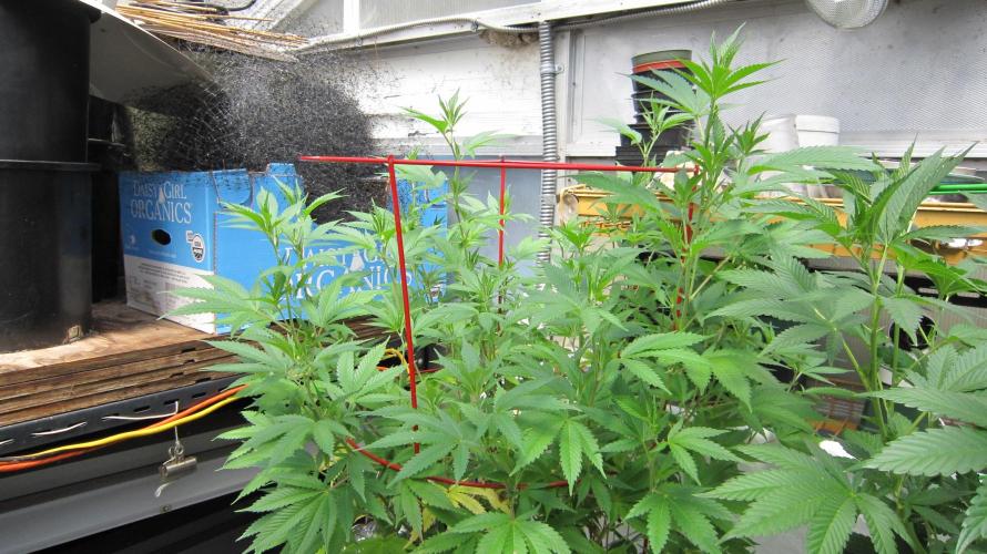 M.A.C.-Sensible Seeds-Premium Selection. Week 13 - M.A.C.