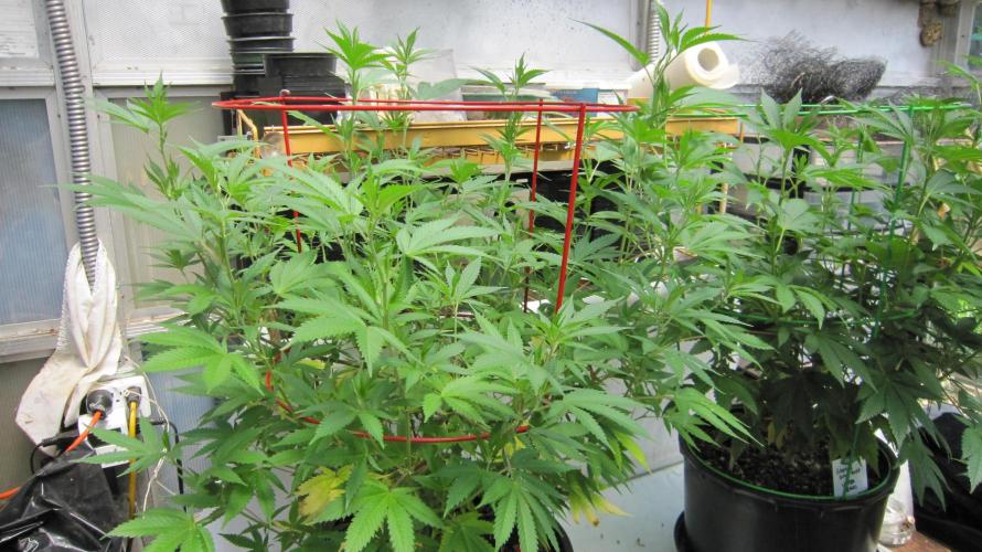 M.A.C.-Sensible Seeds-Premium Selection. Week 13 - M.A.C.