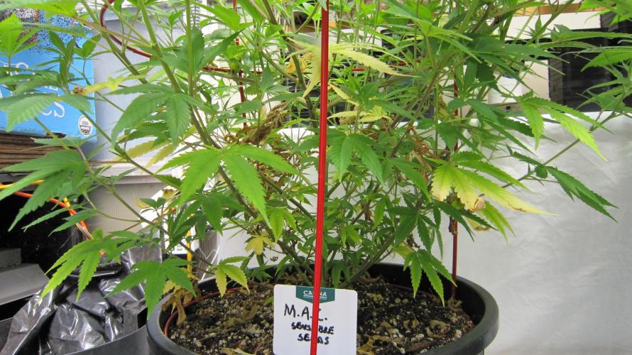 M.A.C.-Sensible Seeds-Premium Selection. Week 13 - M.A.C. - Watered with lower ph nutrient and that seemed to stop the yellowing.