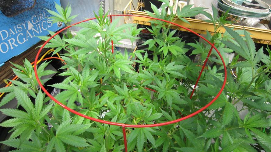 M.A.C.-Sensible Seeds-Premium Selection. Week 13 - M.A.C.