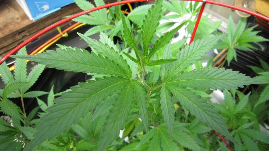 M.A.C.-Sensible Seeds-Premium Selection. Week 13 - M.A.C.