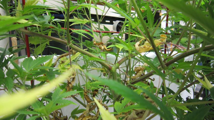 M.A.C.-Sensible Seeds-Premium Selection. Week 13 - M.A.C. - Top branches
