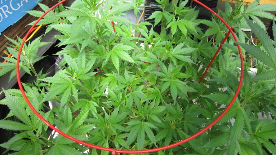 M.A.C.-Sensible Seeds-Premium Selection. Week 13 - M.A.C.