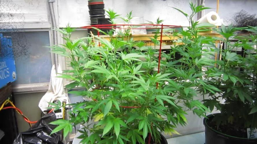 M.A.C.-Sensible Seeds-Premium Selection