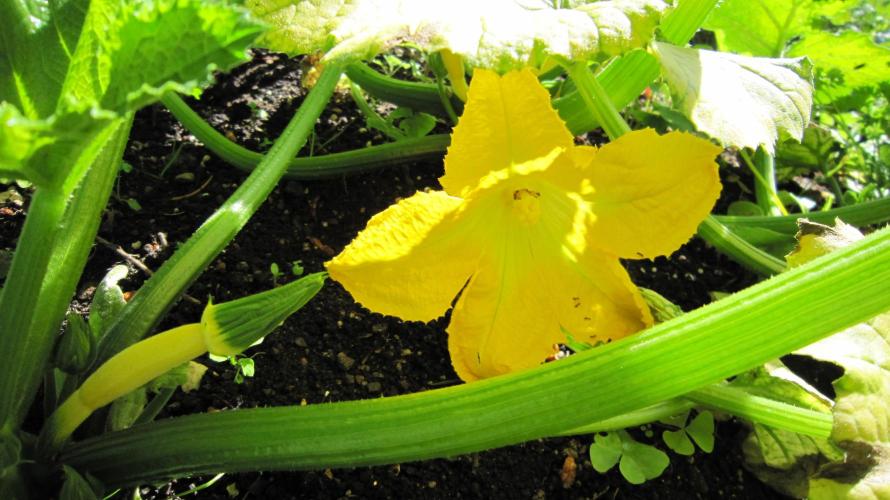 Banana 🍌 Gold Rush  🏆💰🌟. Week 12 - These are yellow zucchini.
