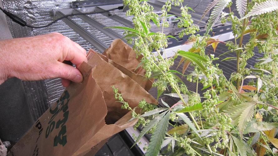 Runtz Mintz Cream by SnowShoe Joe. Week 21 - Put some pollen and male flowers in the bag.