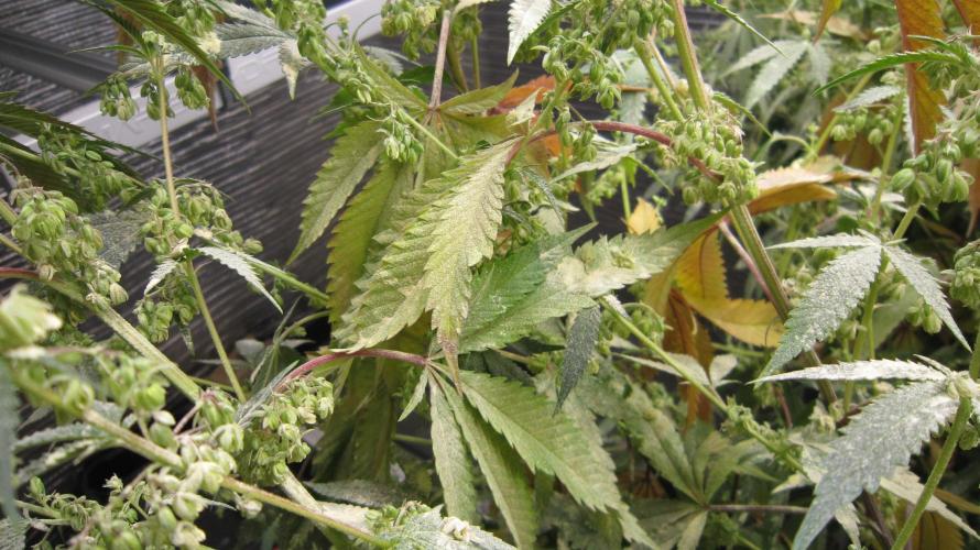 Runtz Mintz Cream by SnowShoe Joe. Week 21 - Look at the pollen.