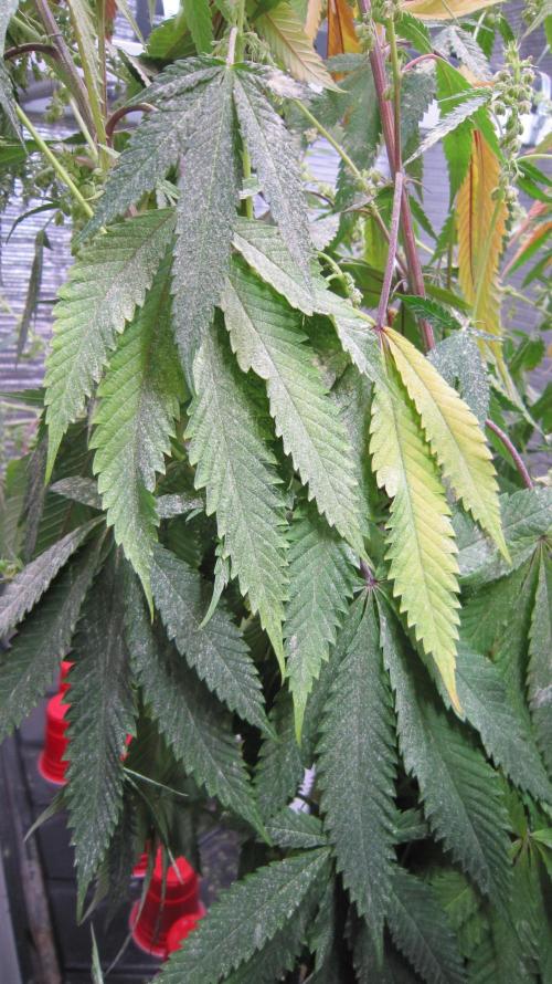 Runtz Mintz Cream by SnowShoe Joe. Week 21 - Pollen coated everything in here. I'll have to vacuum