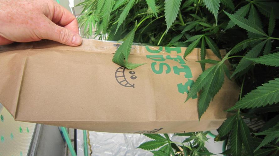 Runtz Mintz Cream by SnowShoe Joe. Week 21 - Slid the bags over the whole flowering branch.