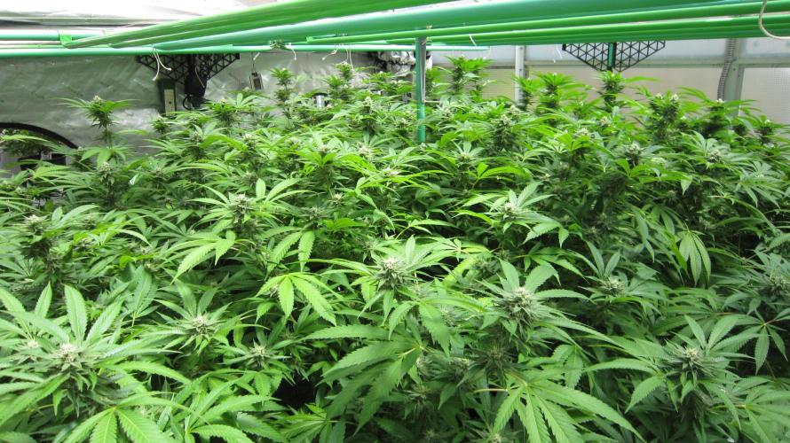 Runtz Mintz Cream by SnowShoe Joe. Week 21 - Facing Northeast
