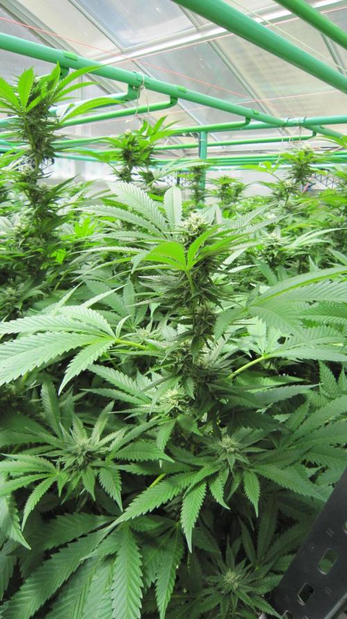 Runtz Mintz Cream by SnowShoe Joe. Week 21 - Plant #1
