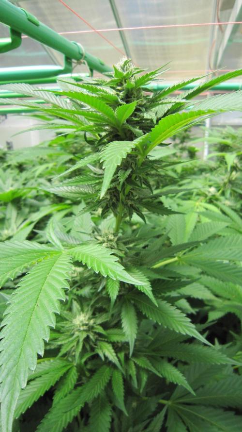 Runtz Mintz Cream by SnowShoe Joe. Week 21 - Plant #1