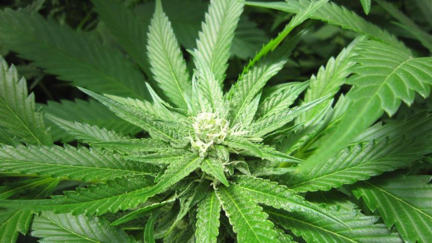 Runtz Mintz Cream by SnowShoe Joe. Week 21 - Plant #1