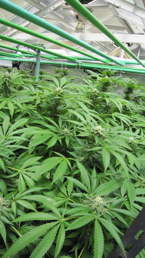 Runtz Mintz Cream by SnowShoe Joe. Week 21 - Plant #2