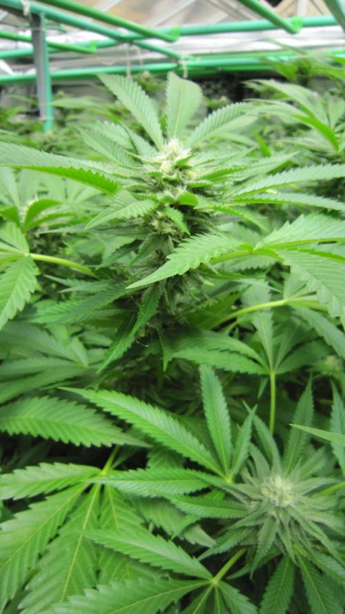 Runtz Mintz Cream by SnowShoe Joe. Week 21 - Plant #2