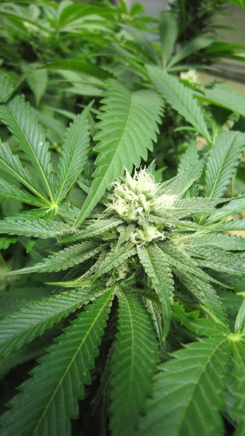 Runtz Mintz Cream by SnowShoe Joe. Week 21 - Plant #2