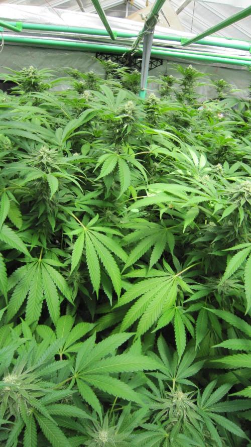 Runtz Mintz Cream by SnowShoe Joe. Week 21 - Plant #3