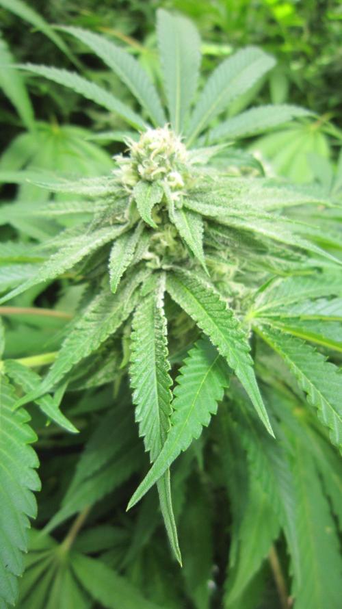 Runtz Mintz Cream by SnowShoe Joe. Week 21 - Plant #3