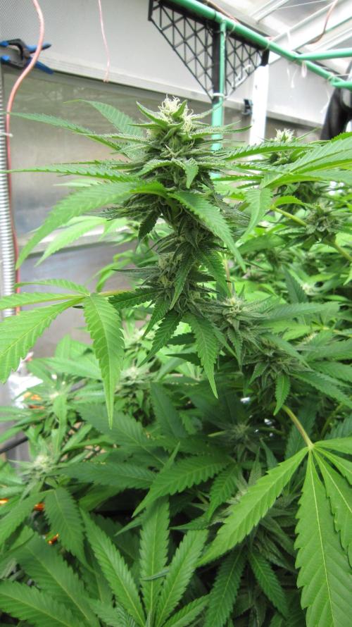 Runtz Mintz Cream by SnowShoe Joe. Week 21 - Plant #4