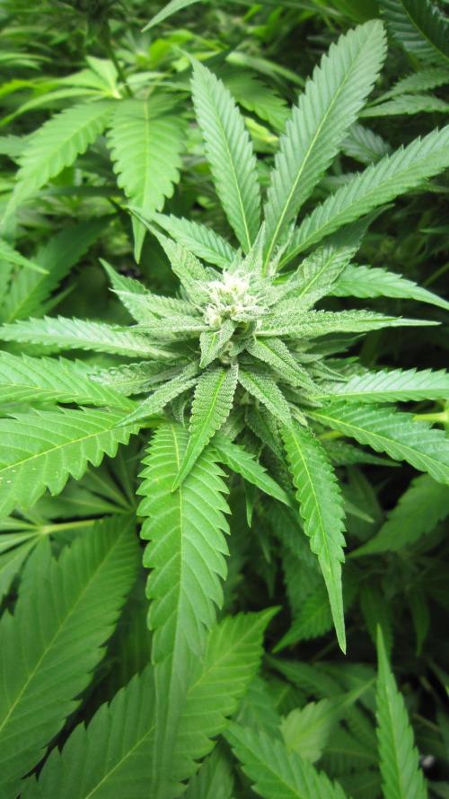 Runtz Mintz Cream by SnowShoe Joe. Week 21 - Plant #4