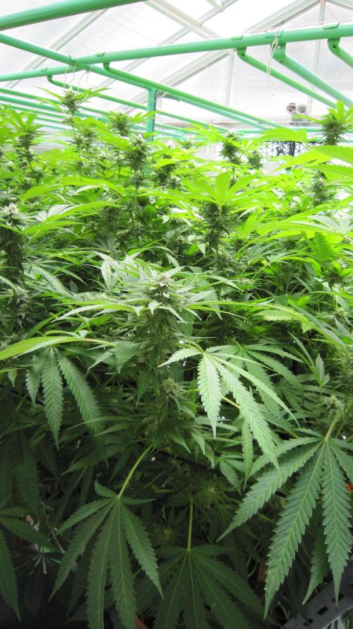 Runtz Mintz Cream by SnowShoe Joe. Week 21 - Plant #5